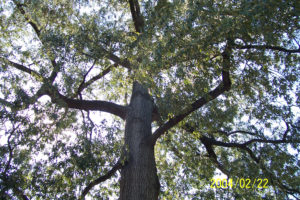 Majectic Tree, Ft Smallwood Park, Standing person, As above so below