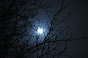 Moonlit Branches, Inner Voices Outer Vision, Inspiration, Moonlight in the trees, Exploration Events